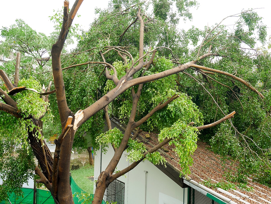 How Tree Damage Impacts Your Roof and How to Prevent It